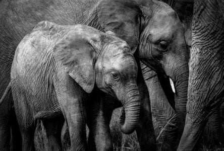 Poster - Black and White African Elephant