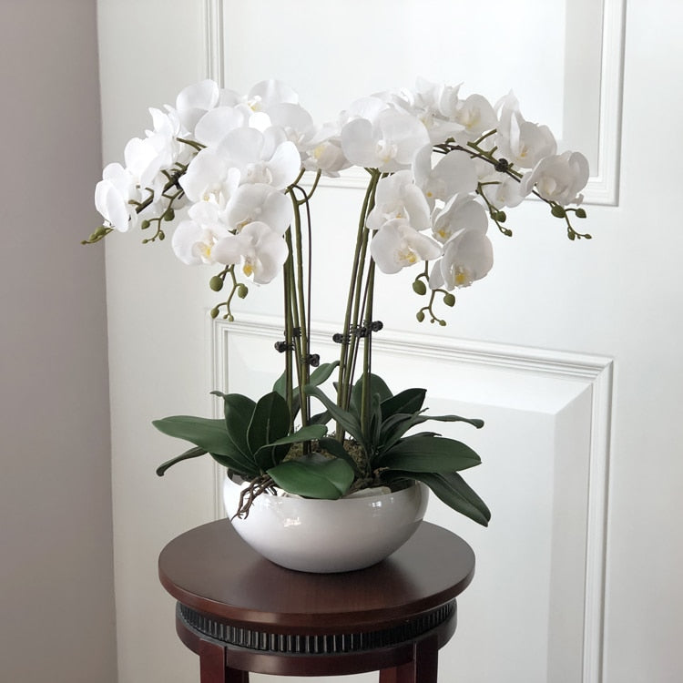 Orchids Arrangement