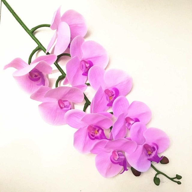 Orchids Arrangement